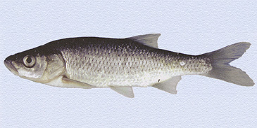1411_Jörg Freyhof_Greek Rudd_Scardinius graecus.jpg 1411_Jörg Freyhof_Greek Rudd_Scardinius graecus.jpg